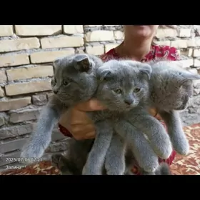 котята