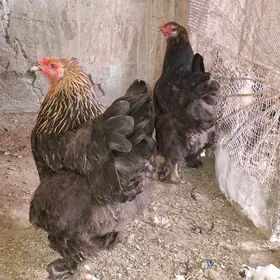 Brama towuk