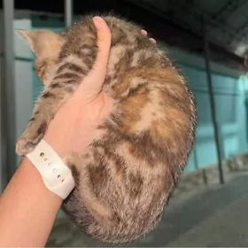 кошечка бенгальская