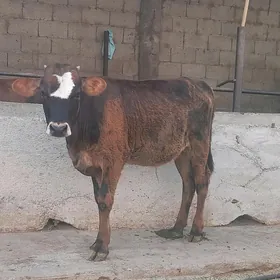 òküz