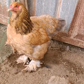Brama towuk