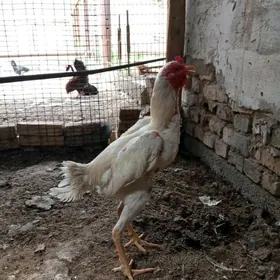 baysow Horaz