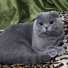 şatlandski pişik