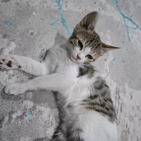 КОТЁНОК ДЕВОЧКА