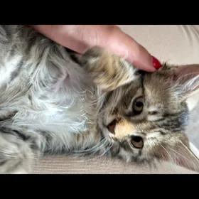 КОТЁНОК