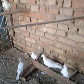 kepderi