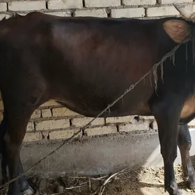 Sygyr