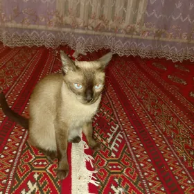 сиямская кошка