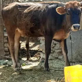 tuwe,okuzje