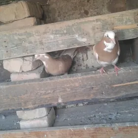 kepderi
