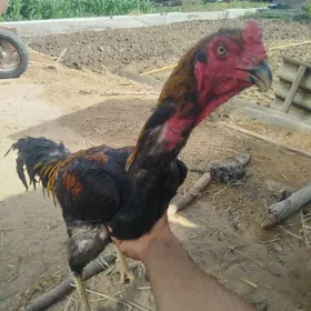 horaz