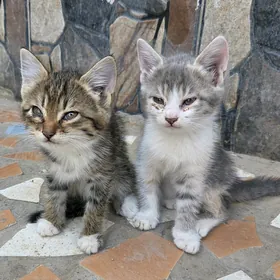 кошки/pişikler