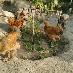 brama