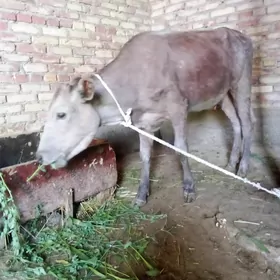 Gibrit Tüwe 1 ýaşa giren