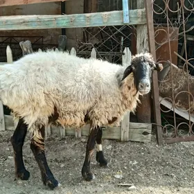 Semiz Goýun