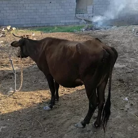 gysyr mal