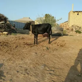 Gulajyn gole