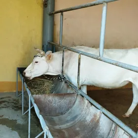 tüwe
