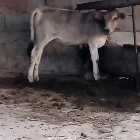 Tüwe