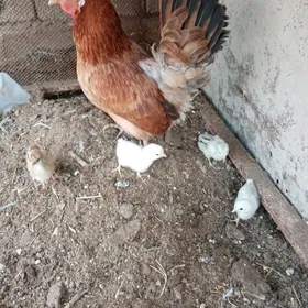 Jujelı towuk