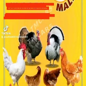 towuk,juyje,horaz,