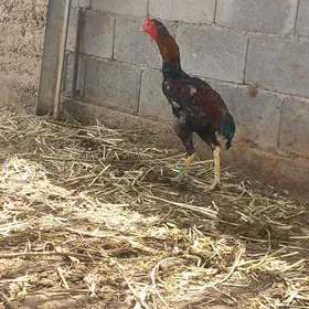 horaz