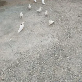 ️ KEPDERI️