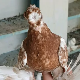 kepderi
