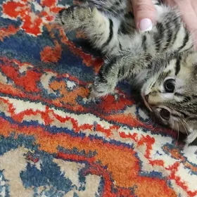 котенок пародистый