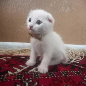 Pisik gulagy asak котенок