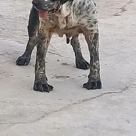 Gùjikler