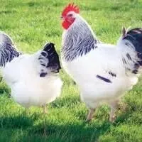 Paroda jujeler
