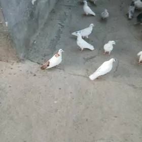 kepderı