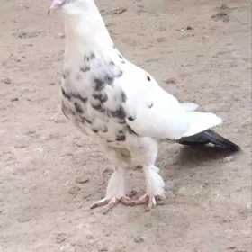 kepderi