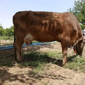 Sygyr