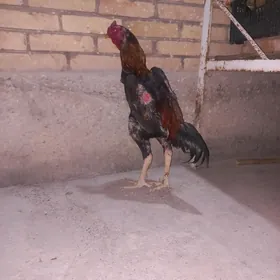 horaz