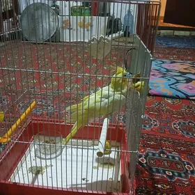 попугаи