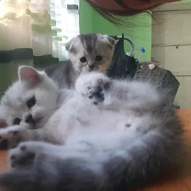 котята
