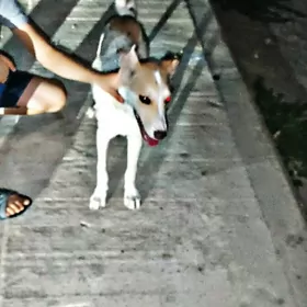 Awçarka+Hasky