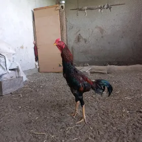 Horaz