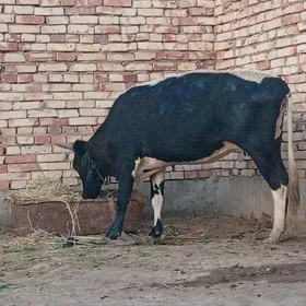 sygyr