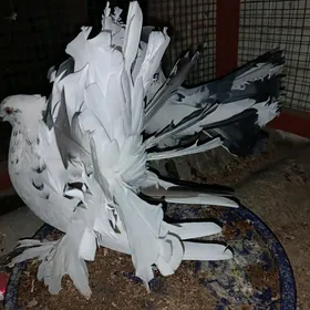 Kepderi