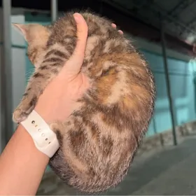бенгальская кошечка