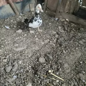 indautga ördek maki