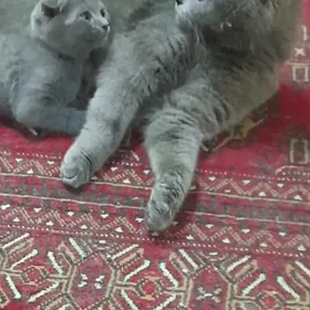 шотланд пишиклер