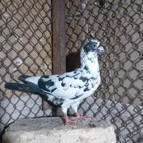 kepderi