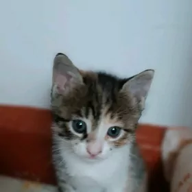 Котенок