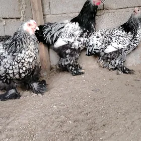 Brama silver