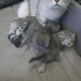 Шотландские котята
