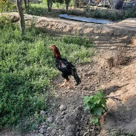 Baysok